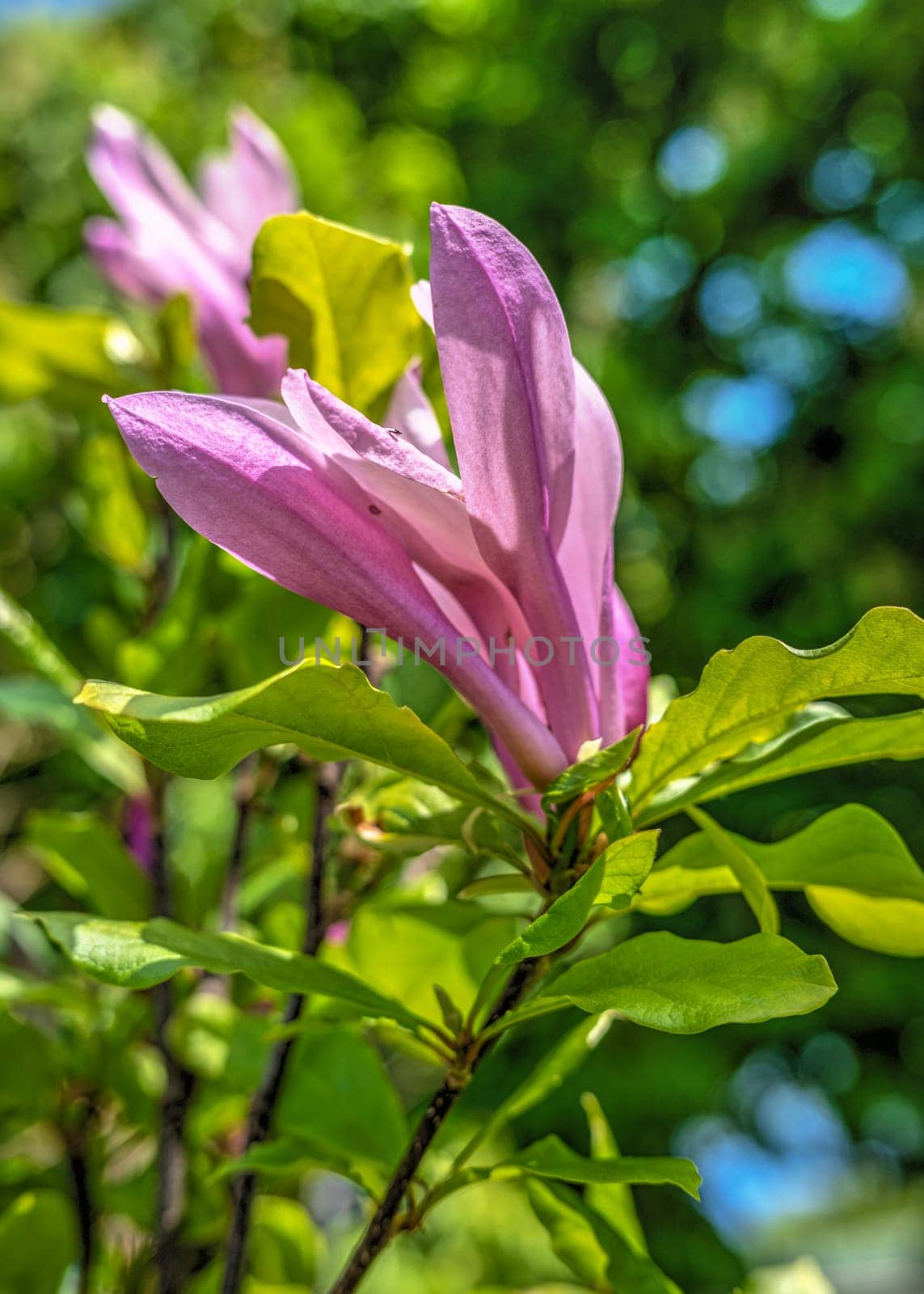 Pink magnolia flower and green leaves by Multipedia