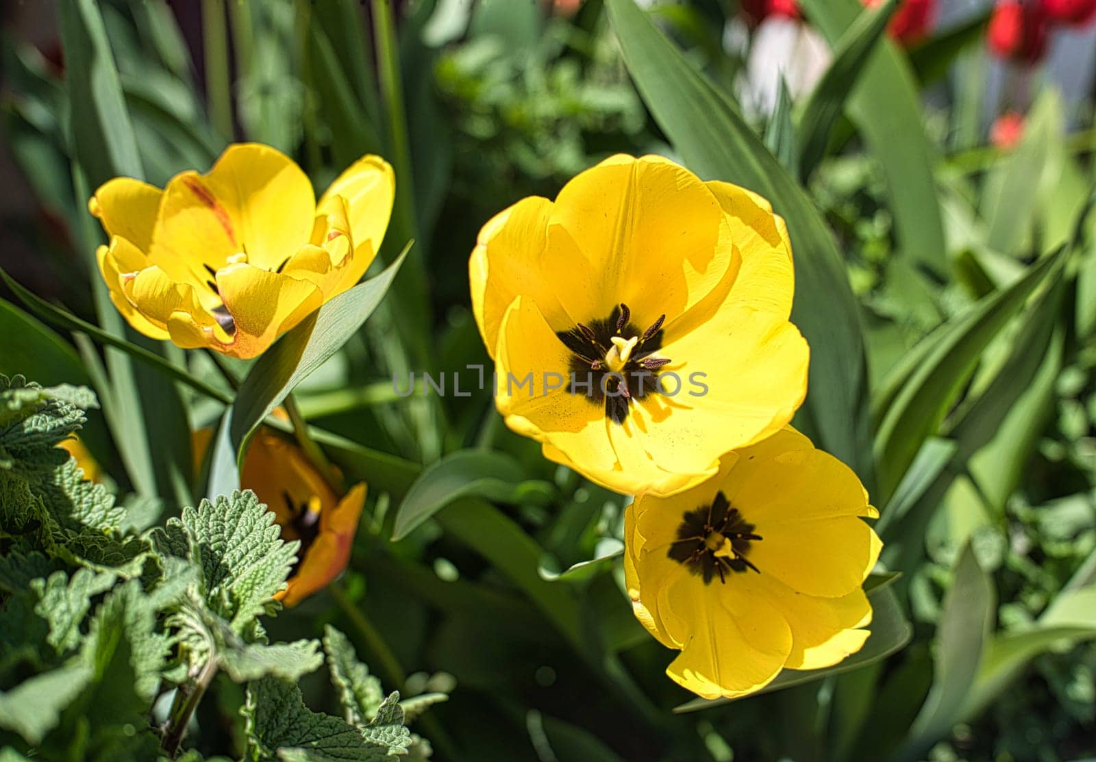 Tulip Golden Apeldoorn flower on green leaves background on a sunny spring day