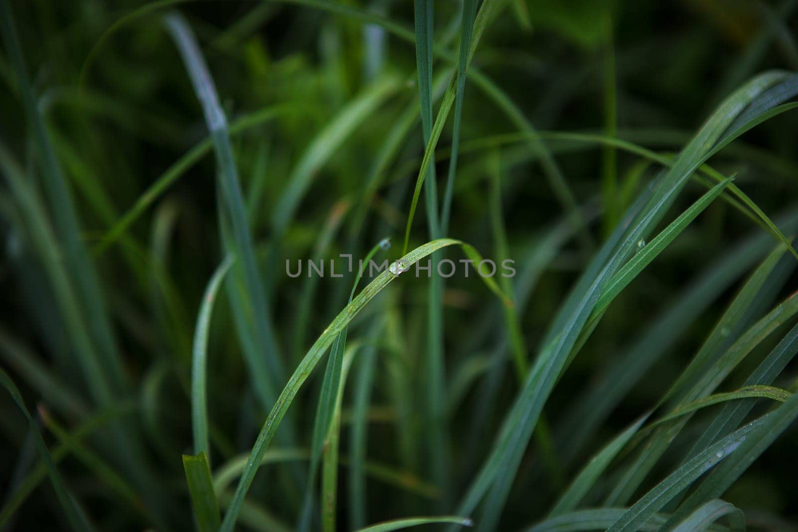 green grass close-up early in the morning with drops of dew.