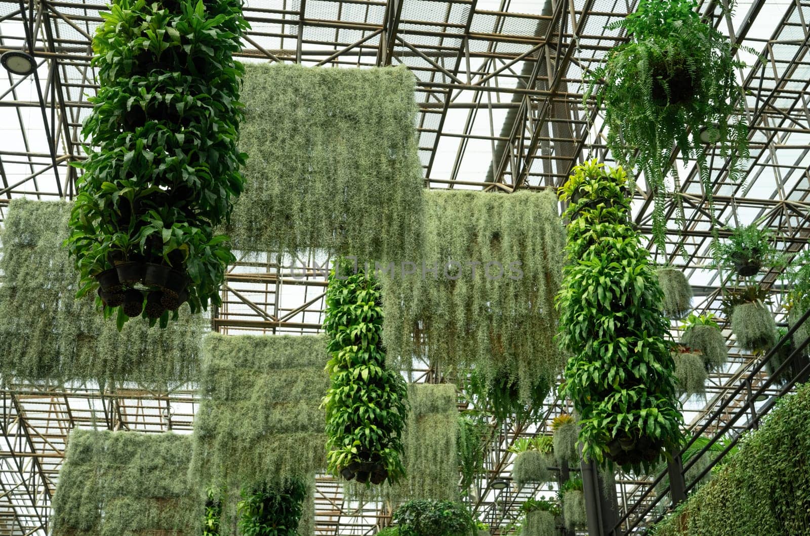 Green ornamental plant in hanging baskets. Plants in hanging pot decoration in charming garden. Care of hanging plant in baskets concept. Indoor hanging garden to reduce dust. Natural air purifier. by Fahroni