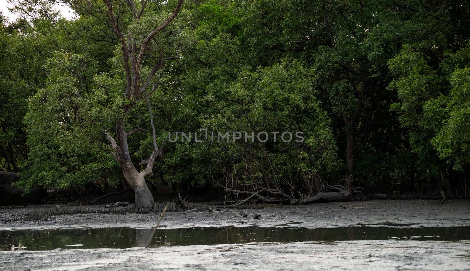 Green mangrove forest and mudflat at the coast. Mangrove ecosystem. Natural carbon sinks. Mangroves capture CO2 from atmosphere. Blue carbon ecosystems. Mangroves absorb carbon dioxide emissions.