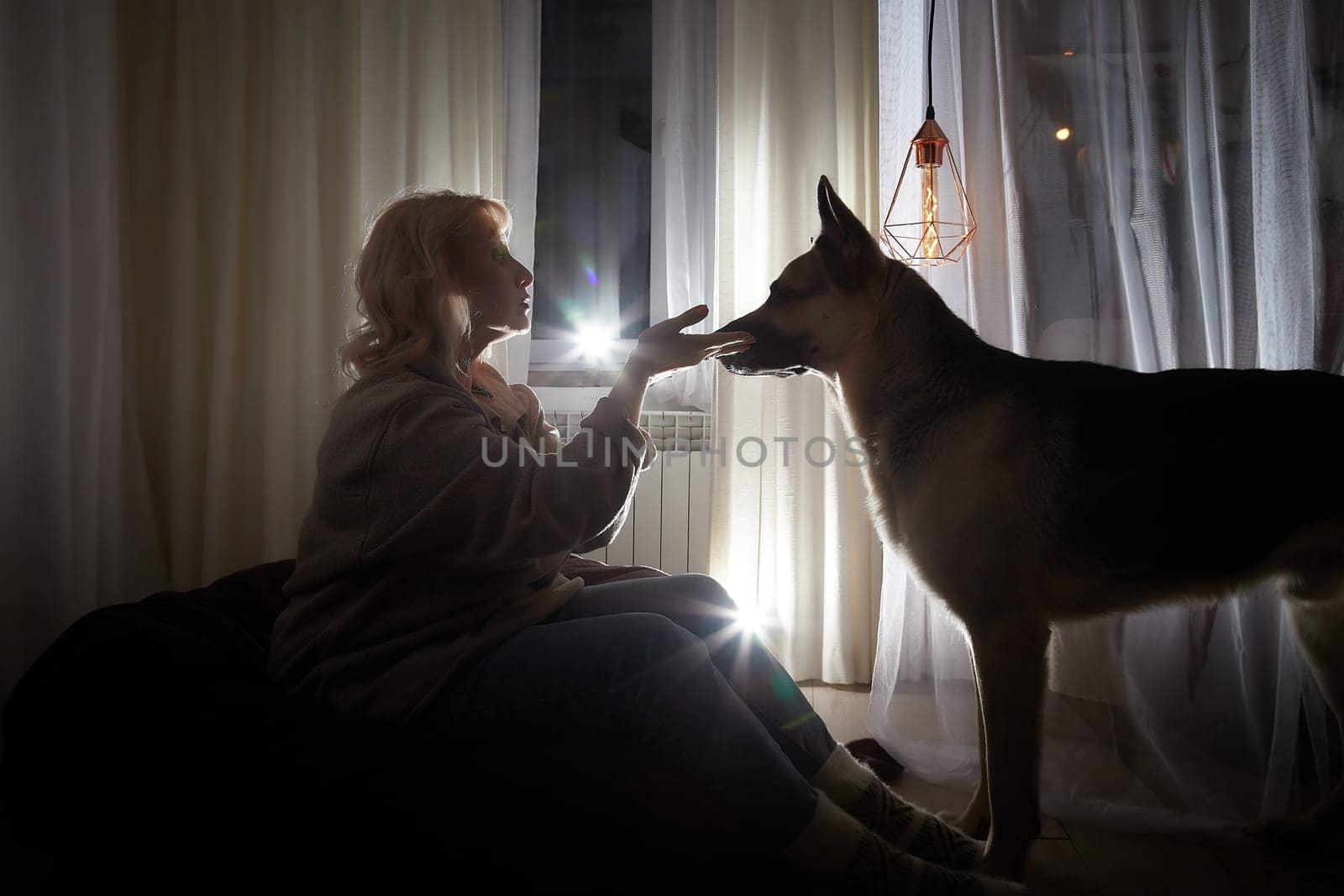 Silhouette and shadow of adult mature woman of 40-60 in warm sweater with big shepherd dog. Room with dark evening atmosphere with transparent curtains on window. Concept of love for animals and pets by keleny