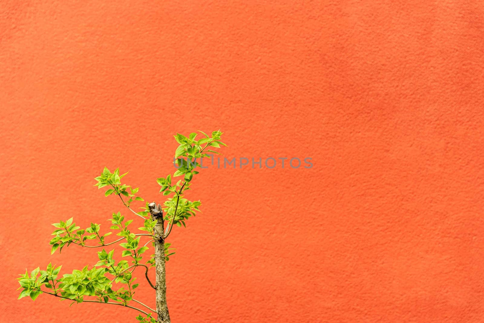 a green tree branch on a red-orange textured background.. greenery by audiznam2609