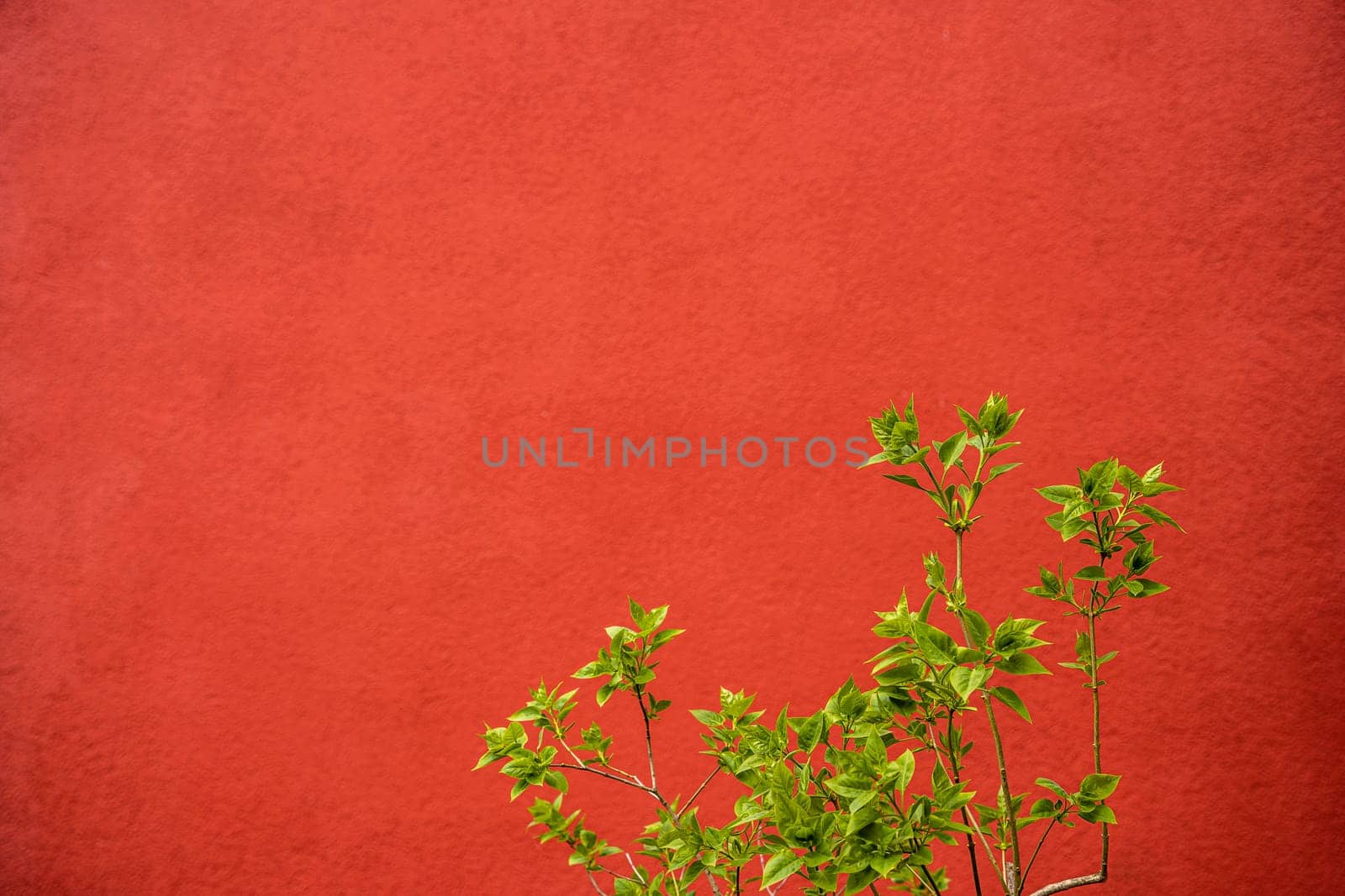 a green tree branch on a red-orange textured background.. greenery by audiznam2609