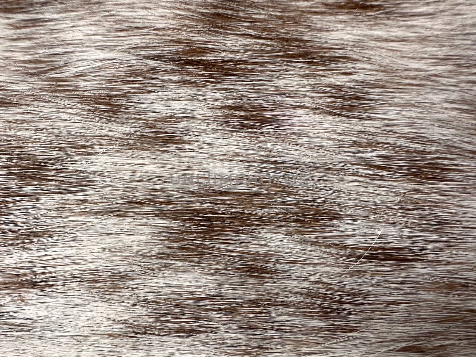 Brown white animal fur texture of hair and fur, macro by voktybre