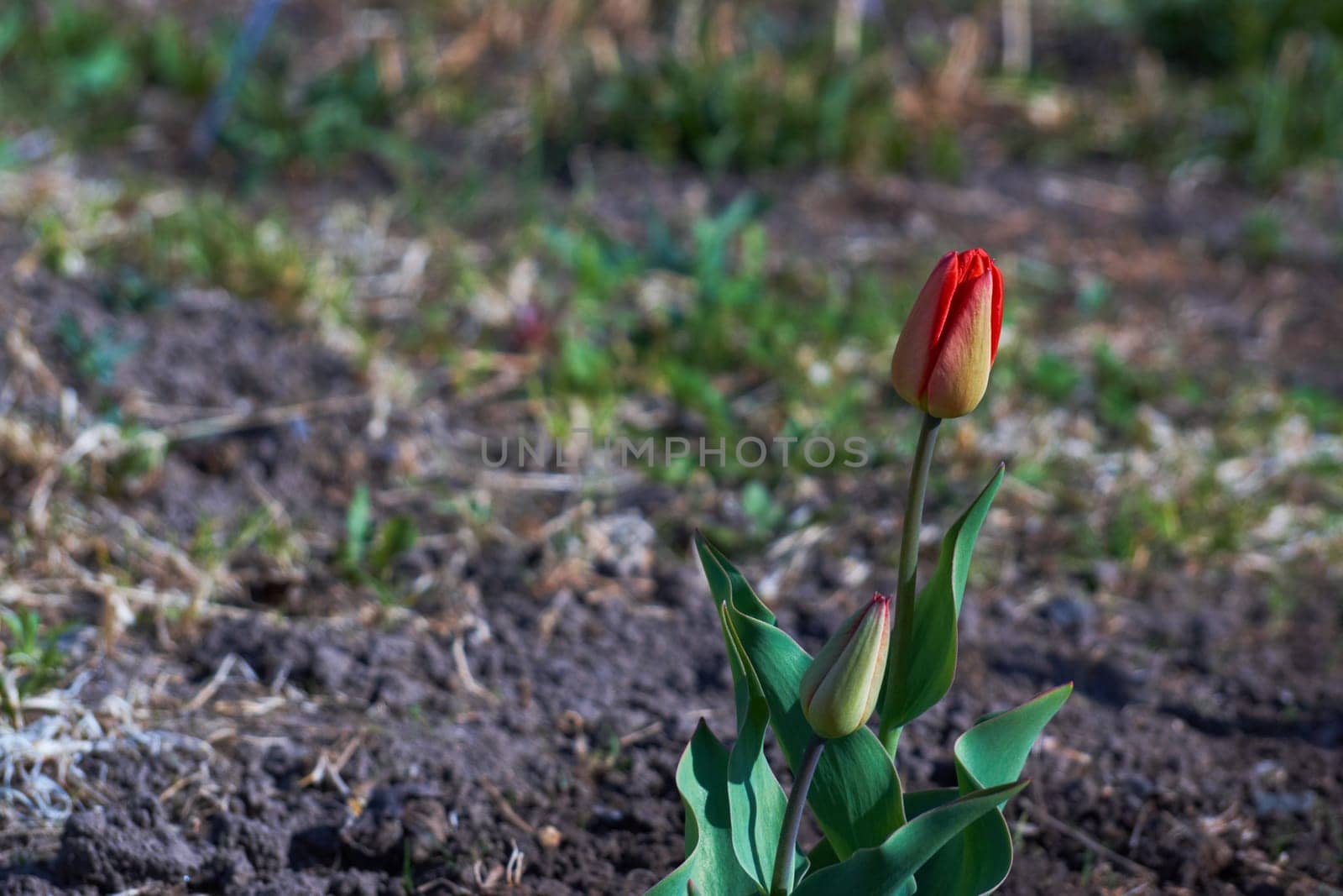 The first spring red tulip flowers on a natural dark background. Cultivation of flower crops in the ground.