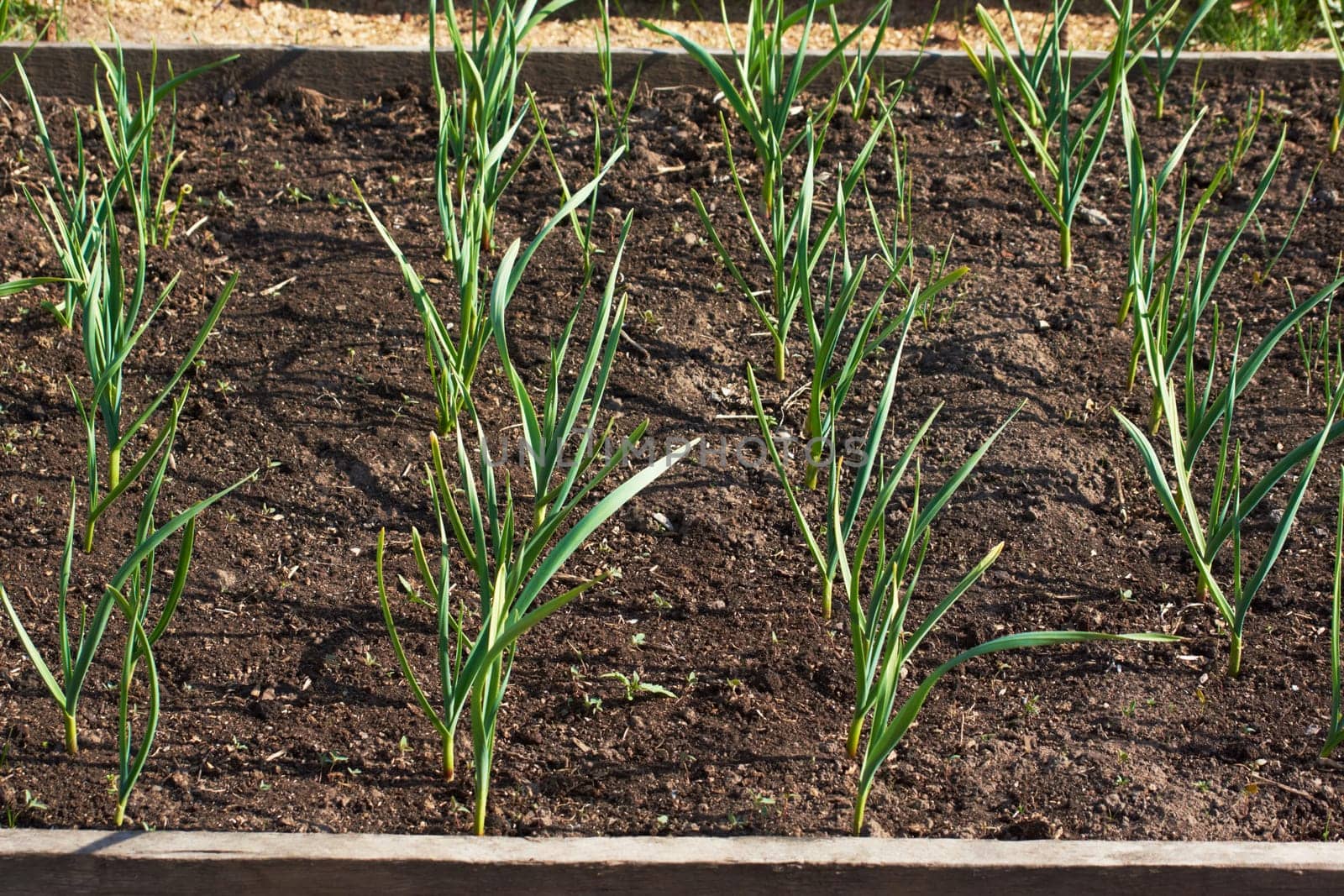 Green onions with long stems growing in the garden