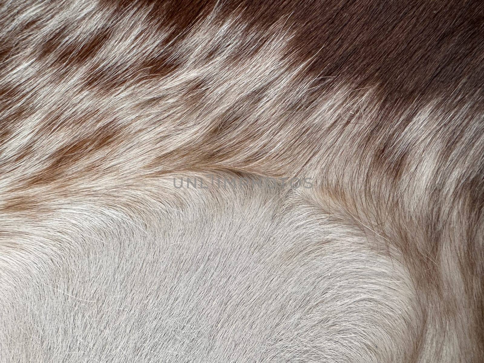 Animal hair close-up macro, texture. High quality photo