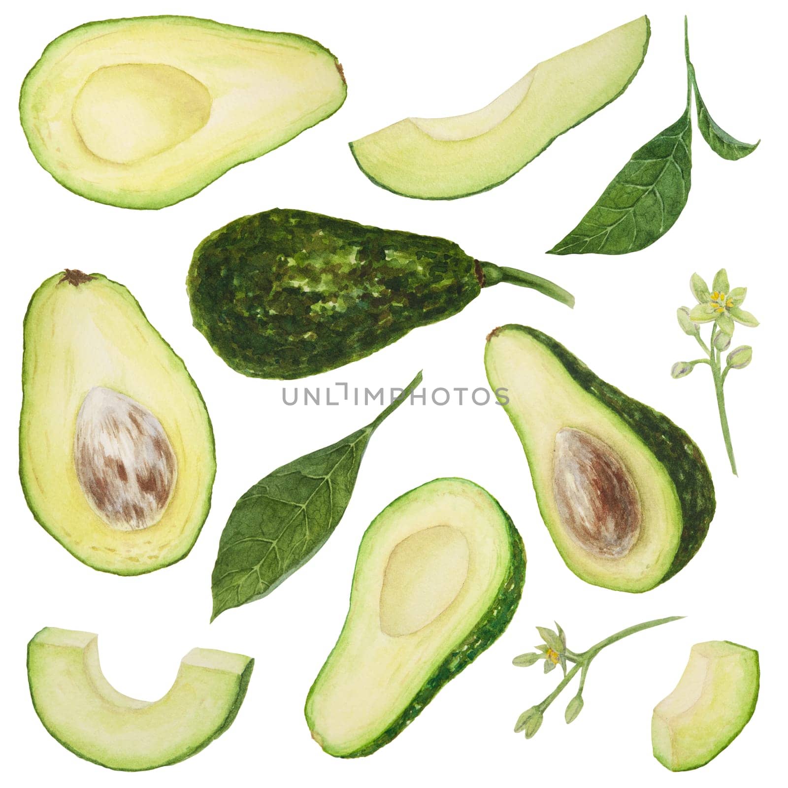 Set of avocado with leaves and flowers watercolor hand drawn realistic illustration. Green and fresh art of salad, sauce, guacamole, smoothie ingredient. For textile, menu, cards, paper, package design