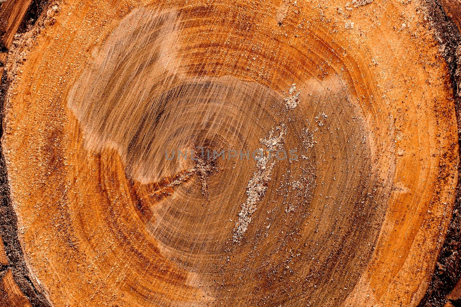 Close up round cut down tree with annual rings and cracks. Wooden texture Copy space