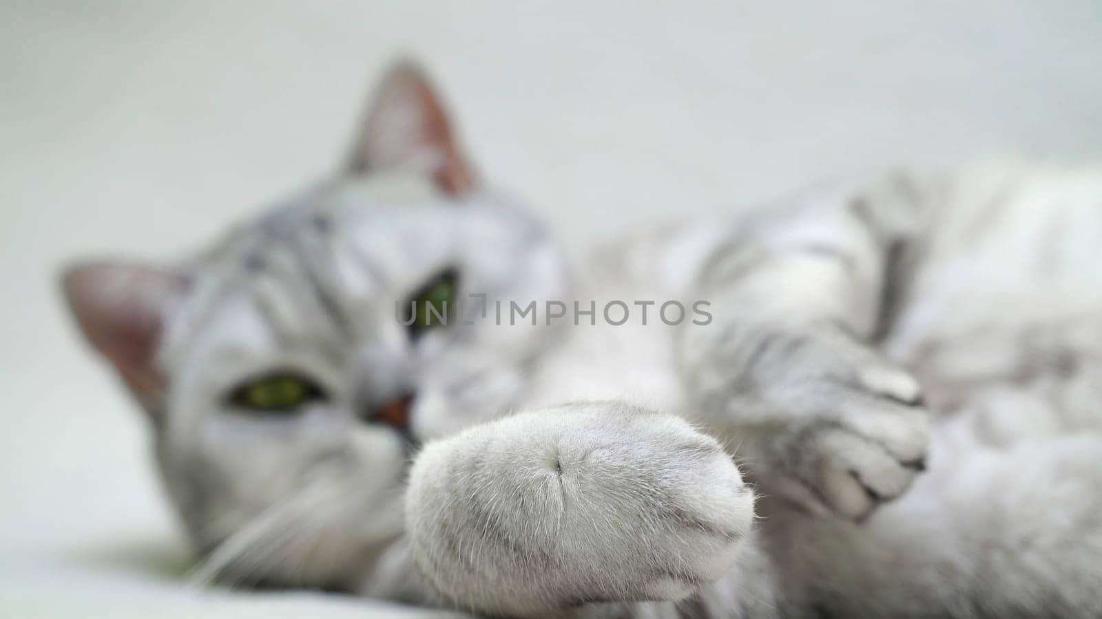 Scottish straight cat lies on his back. Cat upside down. Close up white cat face