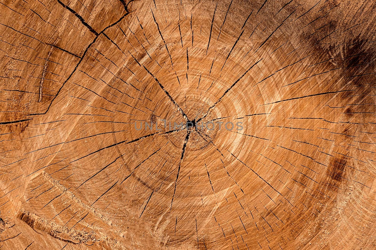 Close up round cut down tree with annual rings and cracks. Wooden texture Copy space