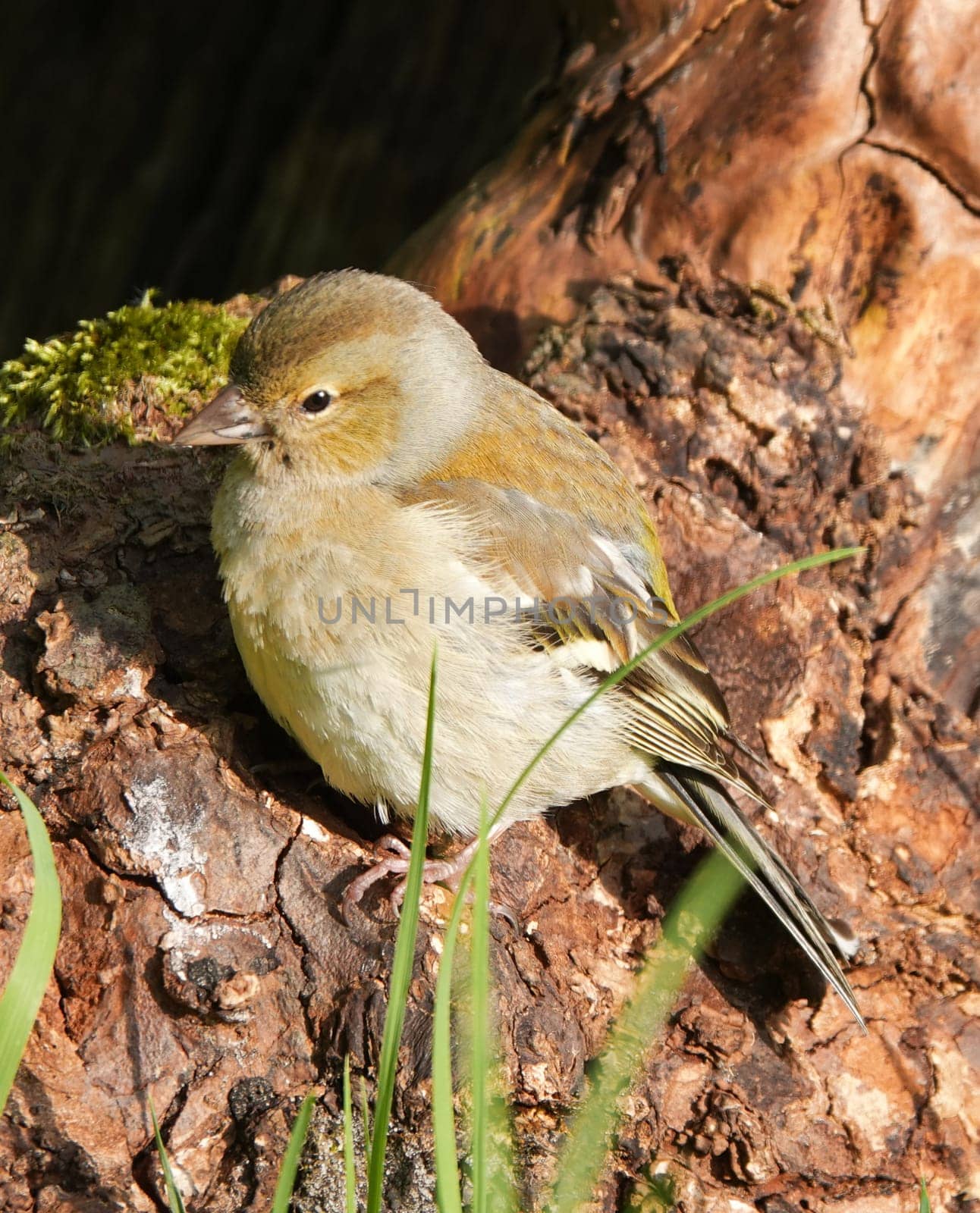 Young house sparrow or passer domesticus sits on a piece of wood in the garden