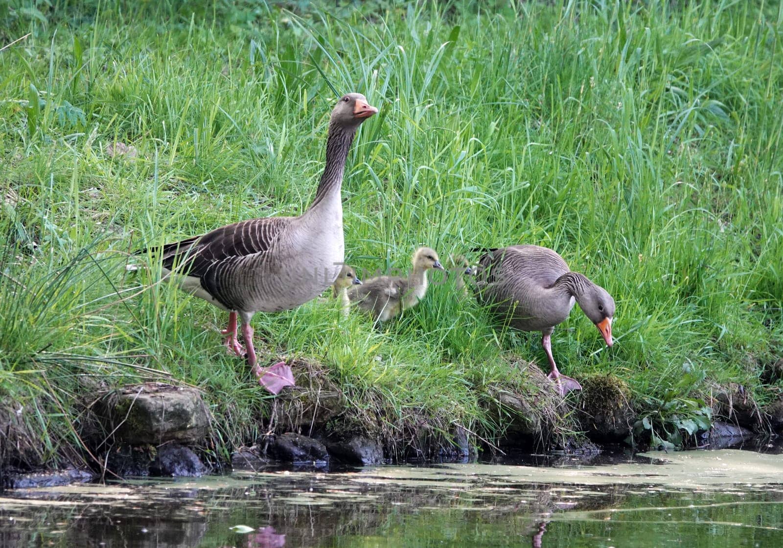 A goose couple inspects the area before stepping into the water with their young. These are wild greylag geese.