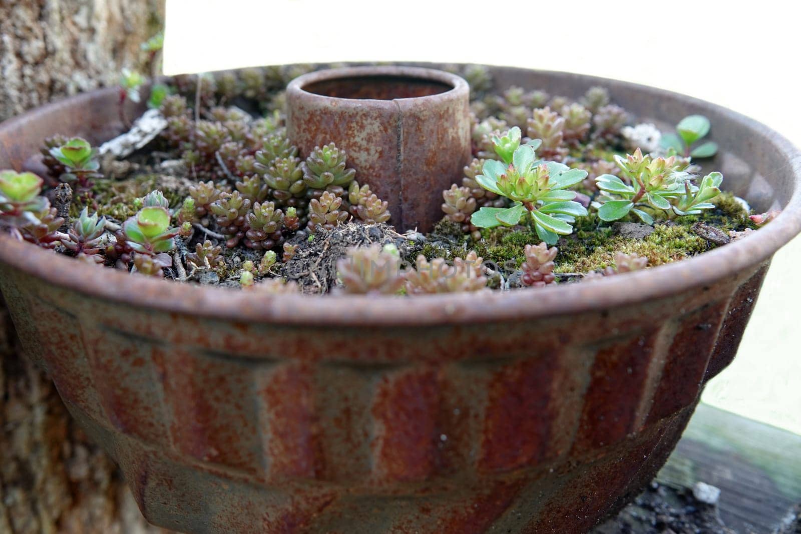 Alternative flower pot. An old rusty turban baking tin with succulents in it