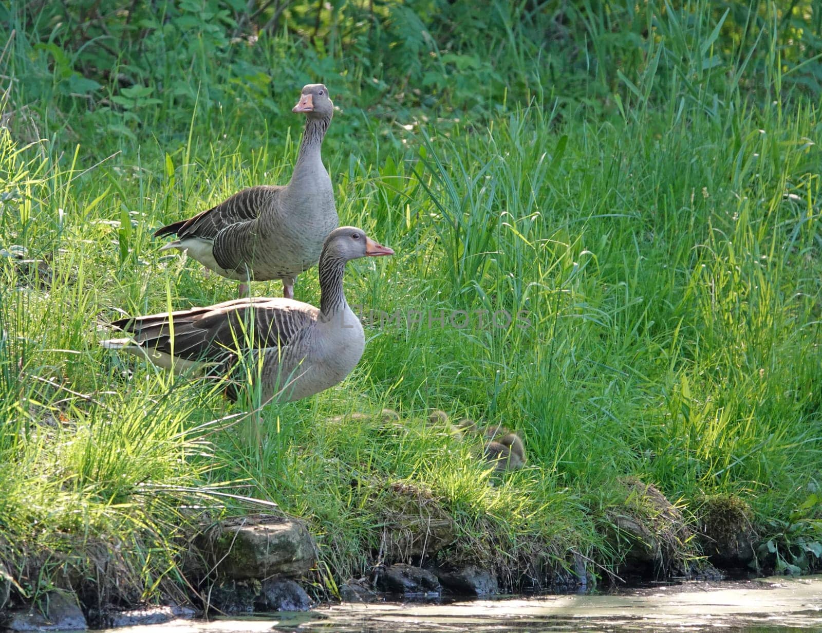 Greylag goose family stands in the grass at the edge of a pond. Father and mother look around warily. The youngsters hide in the grass