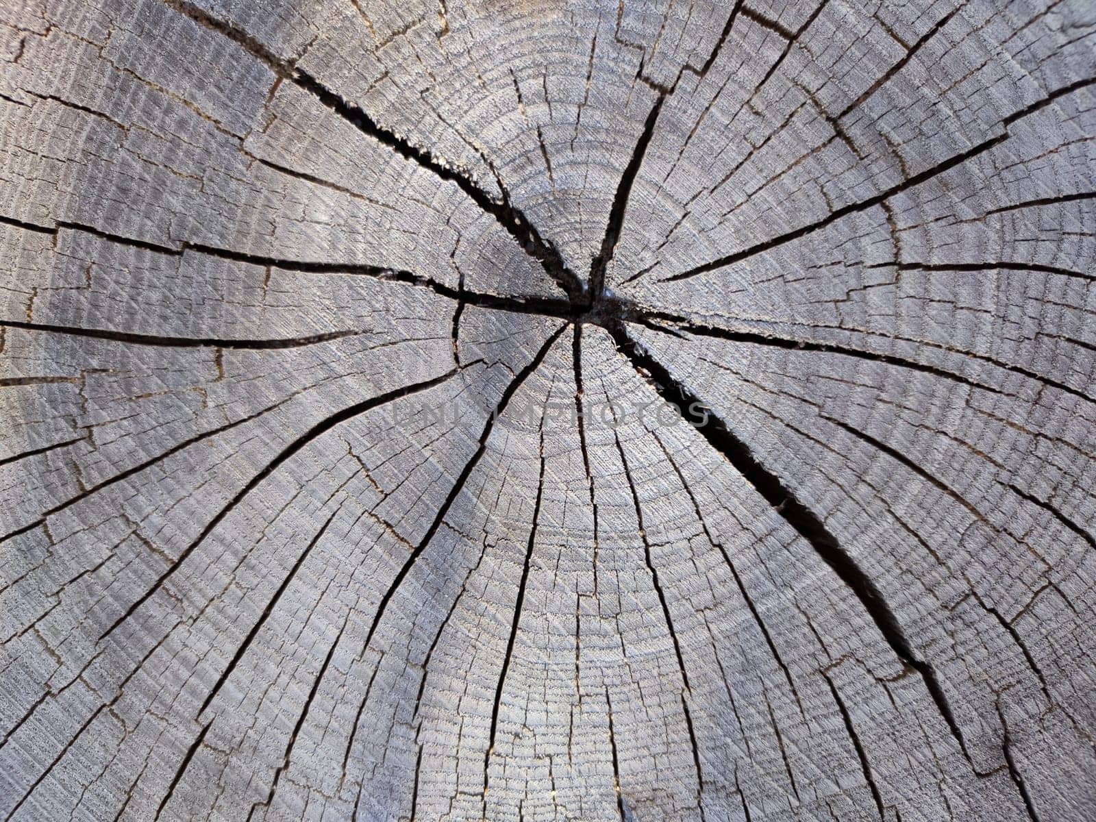 old gray cracked wood saw cut texture closeup for natural background by Annado