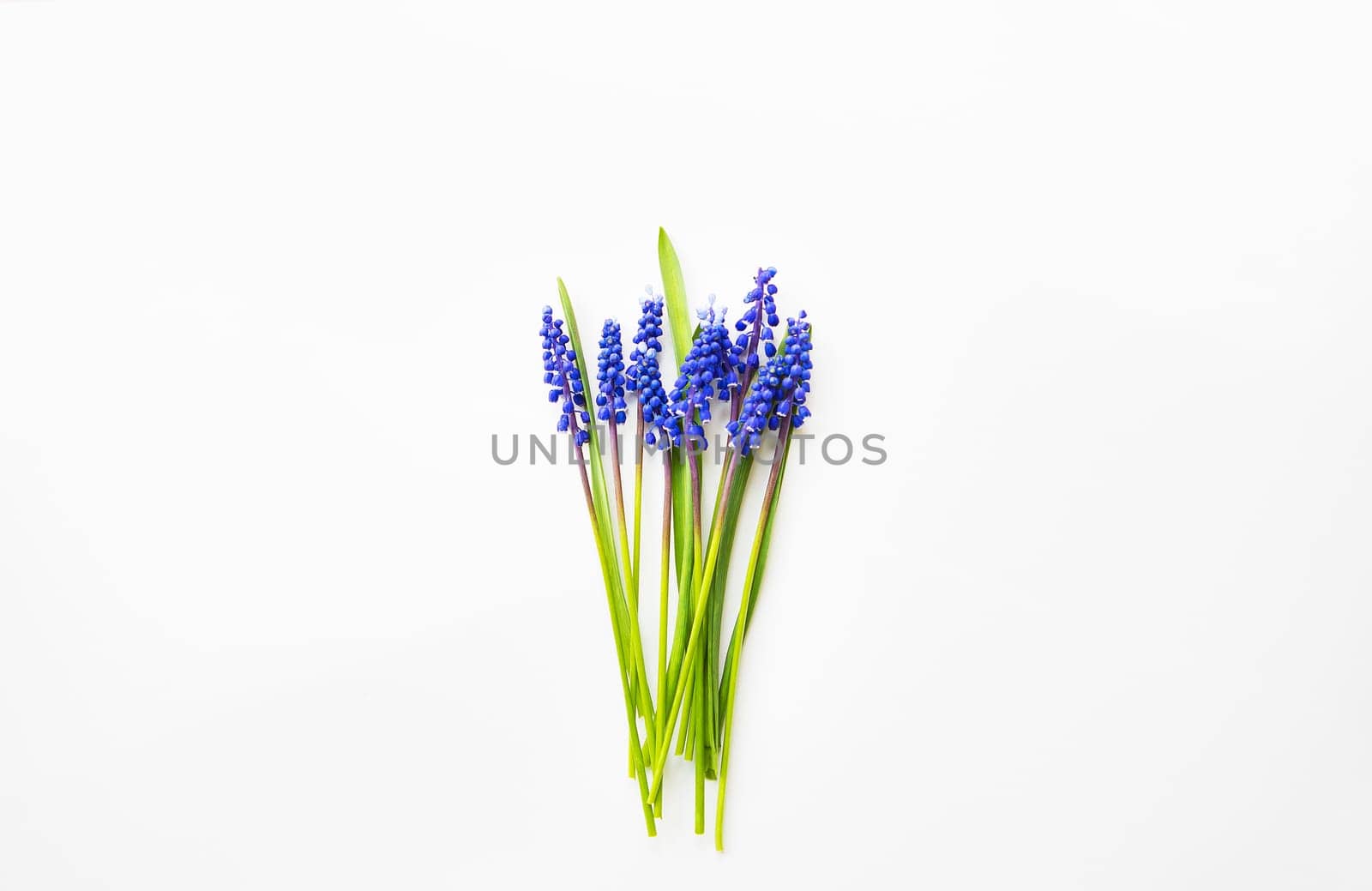 Beautiful composition - blue muscari lie on a white table.