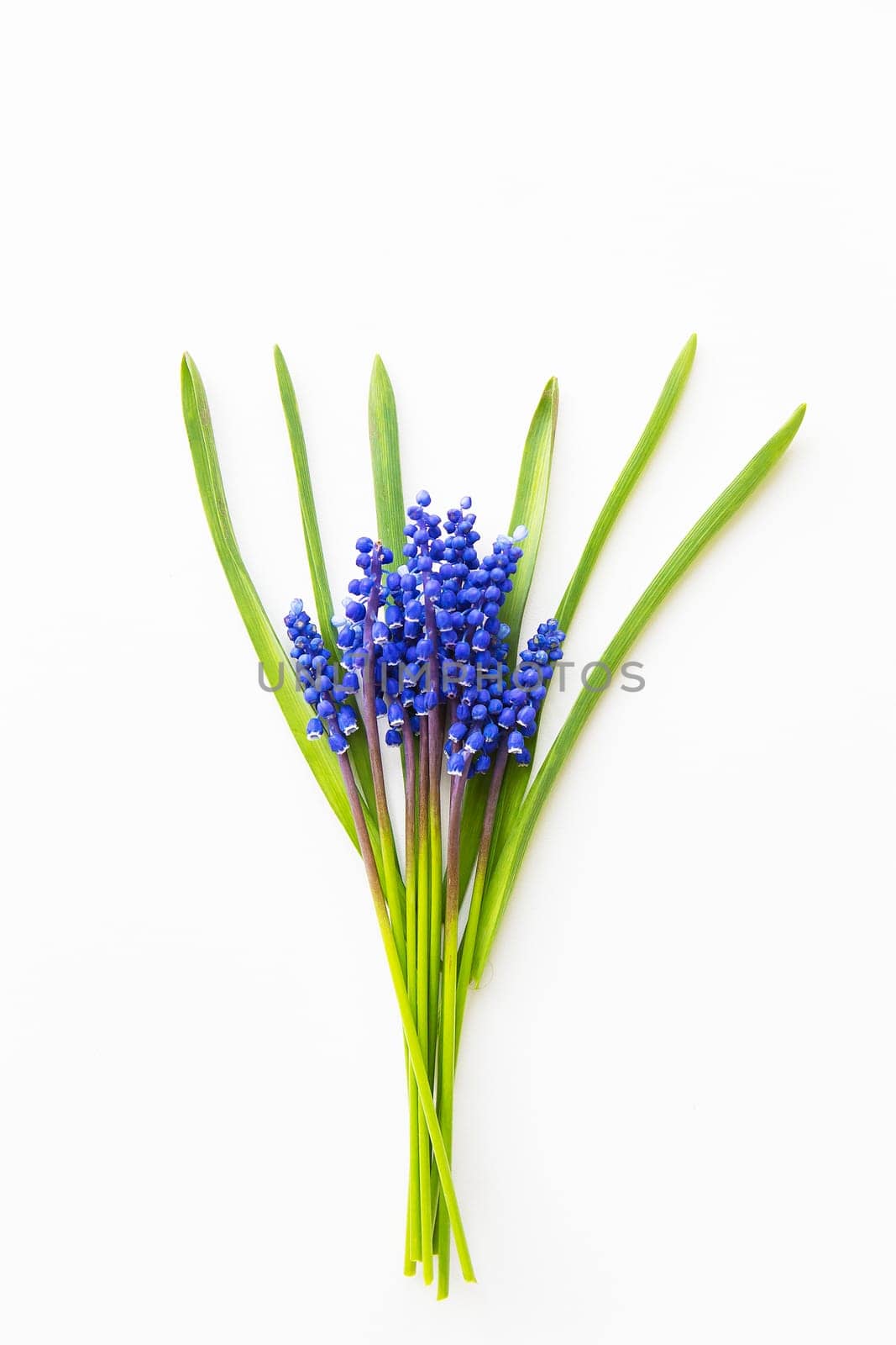 Beautiful composition - blue muscari lie on a white table by sfinks