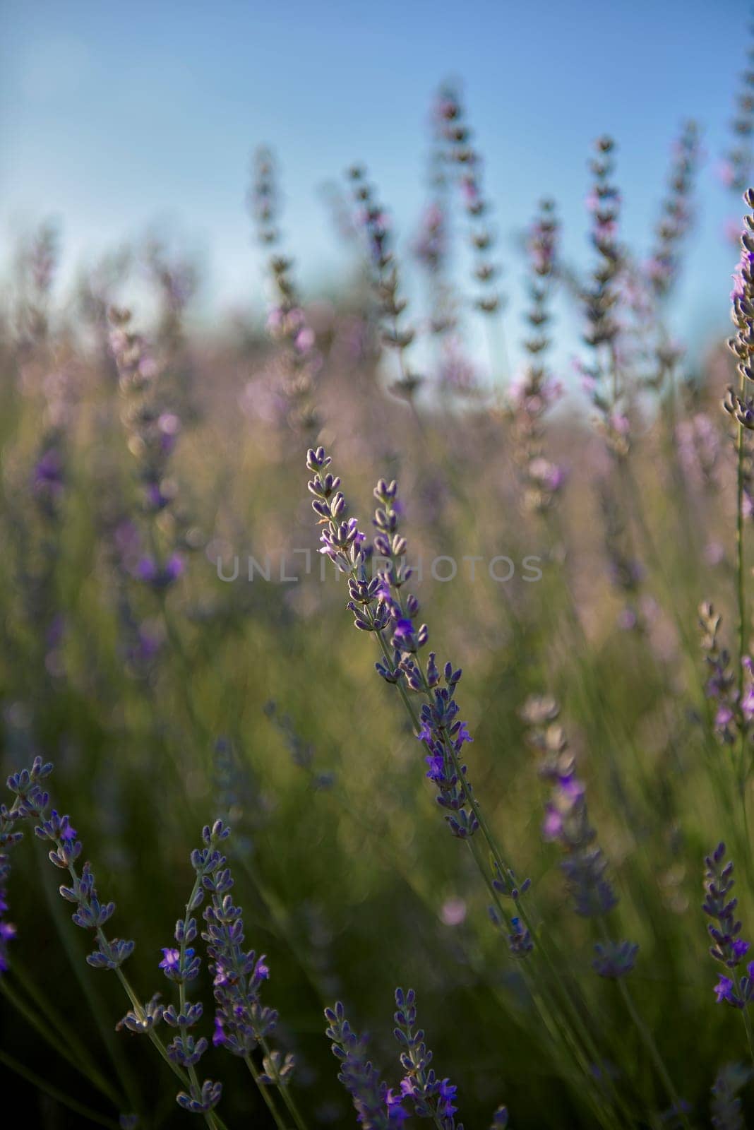 Detail of lavender plant leaves, macro detail by raul_ruiz
