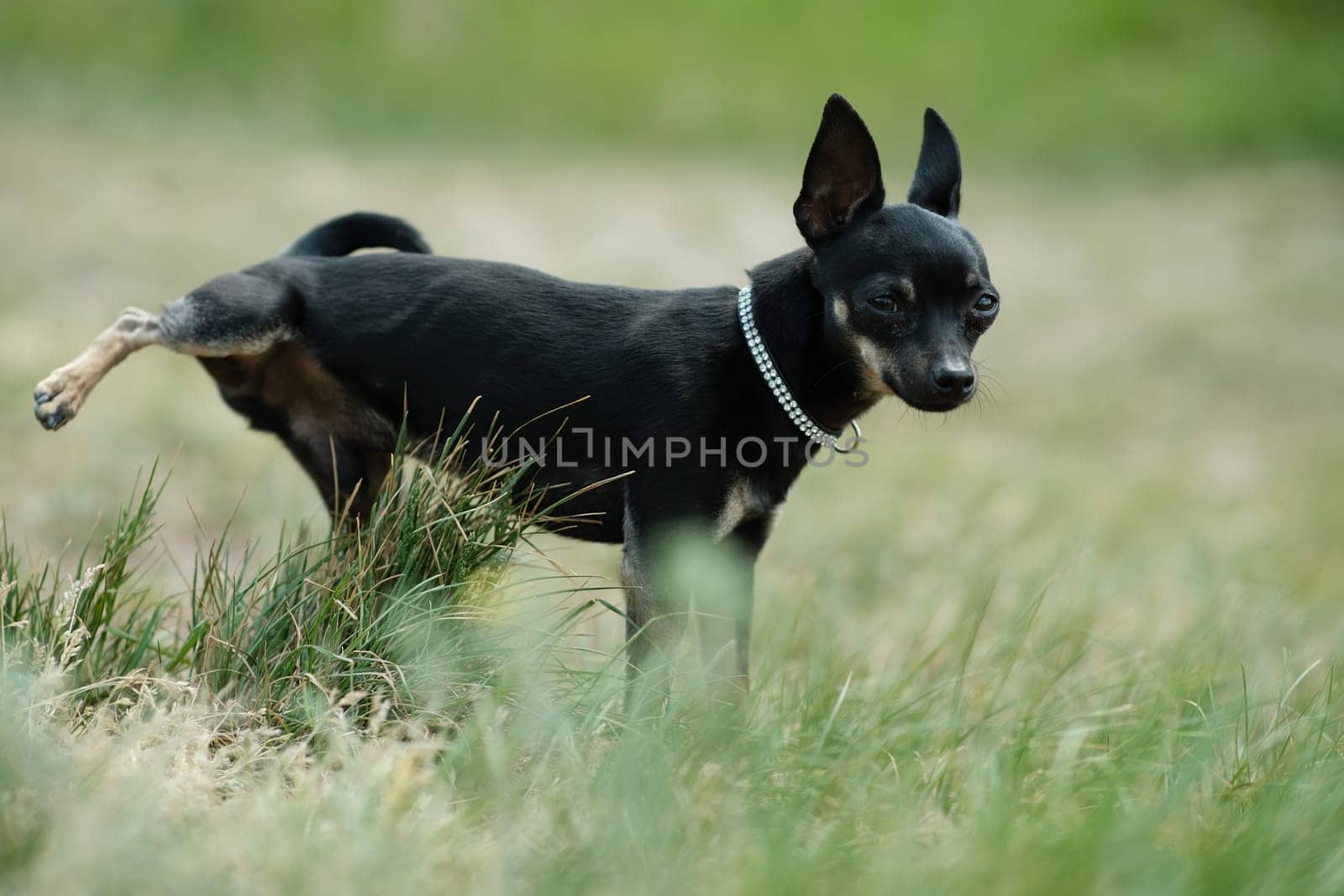 Black toy terrier on green grass. Decorative dog for a walk.