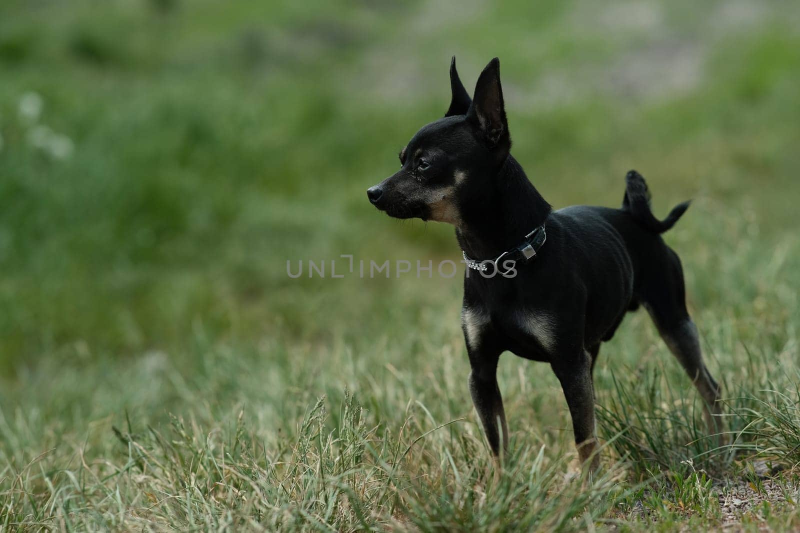 Black toy terrier on green grass. Decorative dog for a walk.