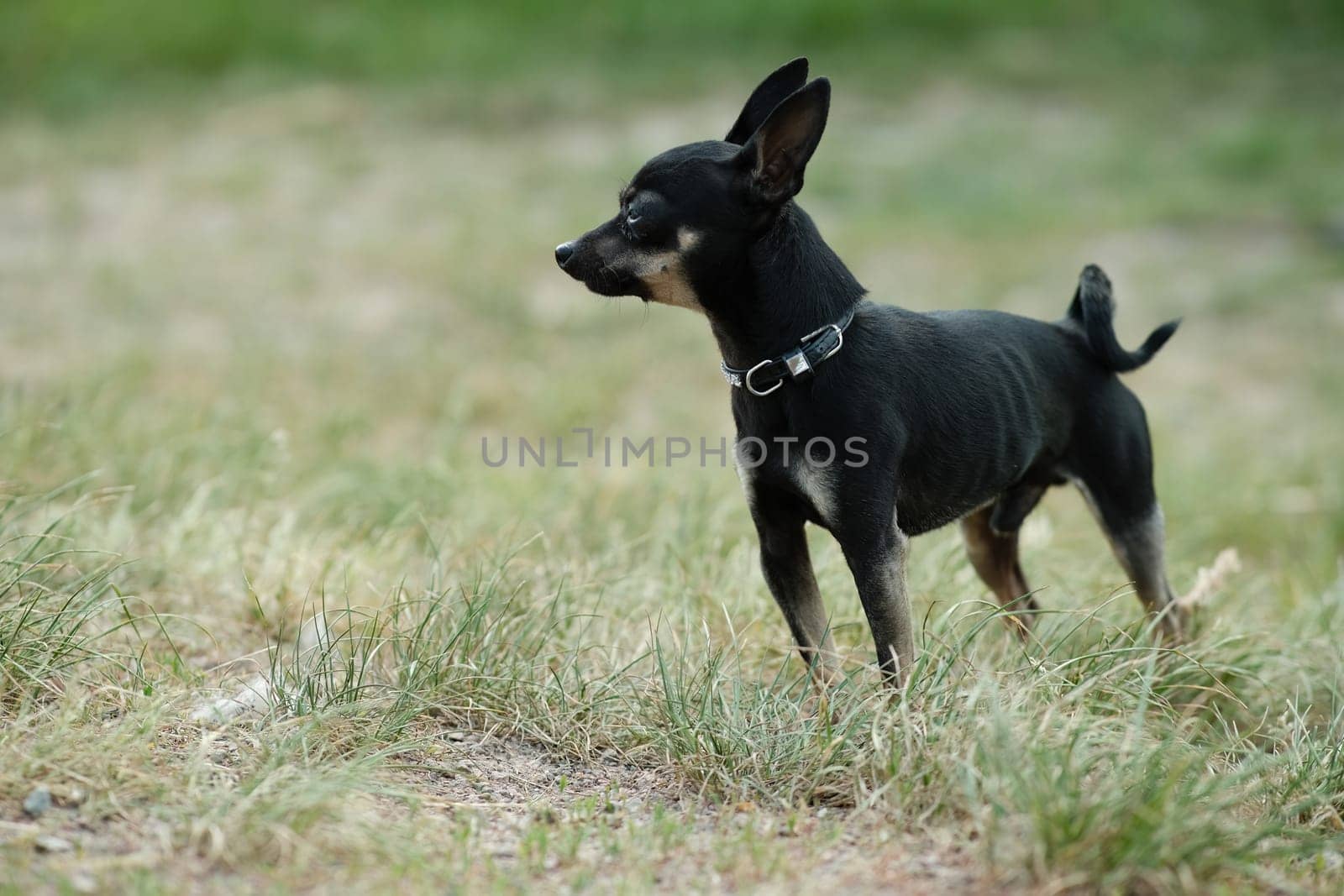 Black toy terrier on green grass. Decorative dog for a walk.