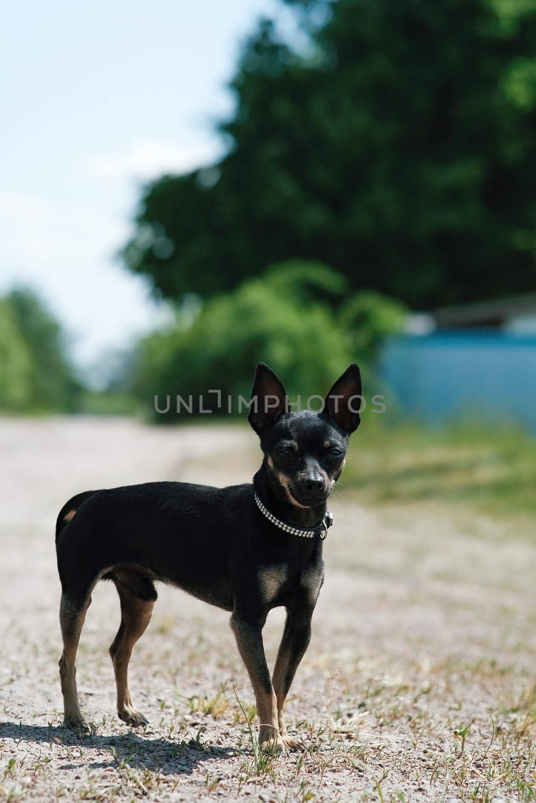 Black toy terrier on green grass. by N_Design