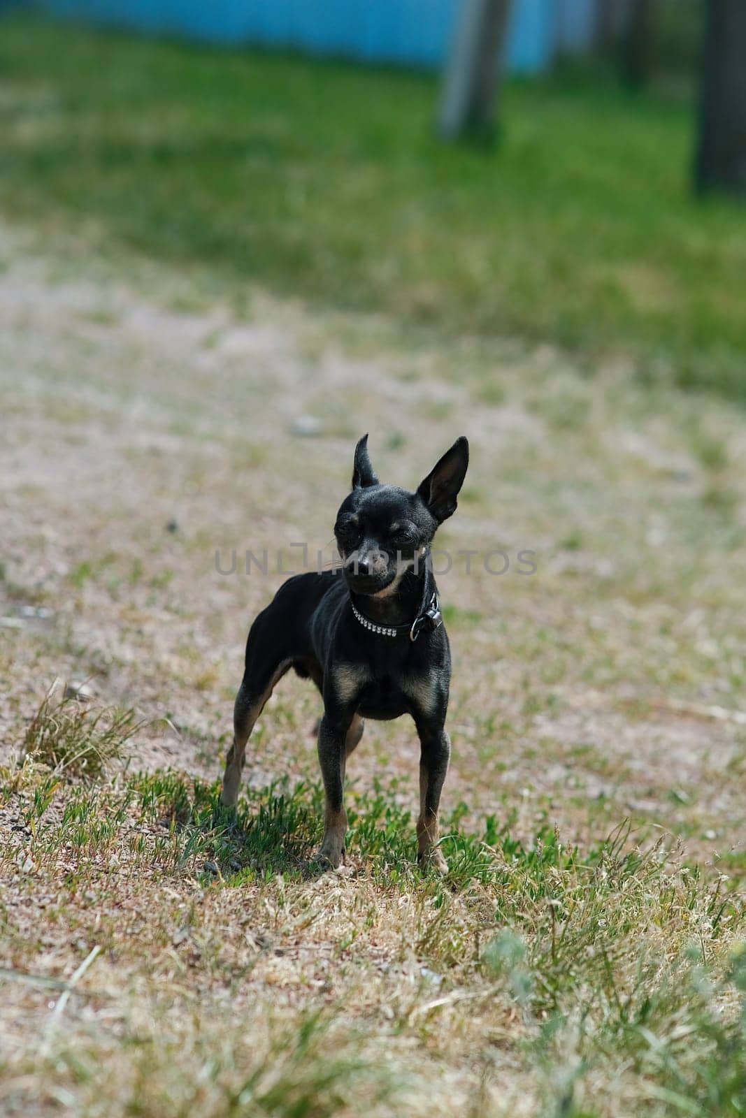Black toy terrier on green grass. by N_Design