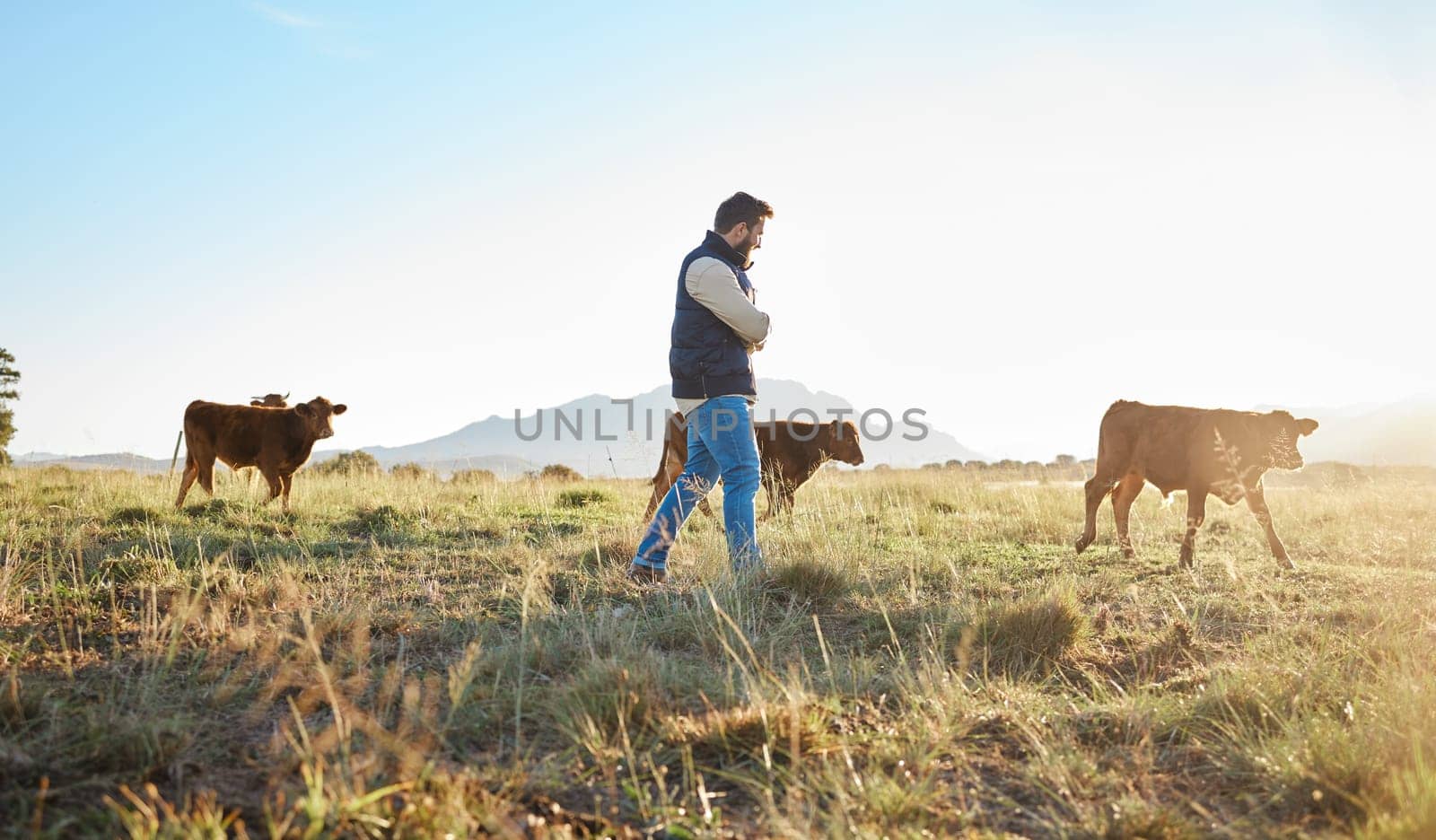 Man, farmer and animals in the countryside for agriculture, travel or natural environment in nature. Male traveler on farm walking on grass field with livestock leading the herd of cattle or cows.