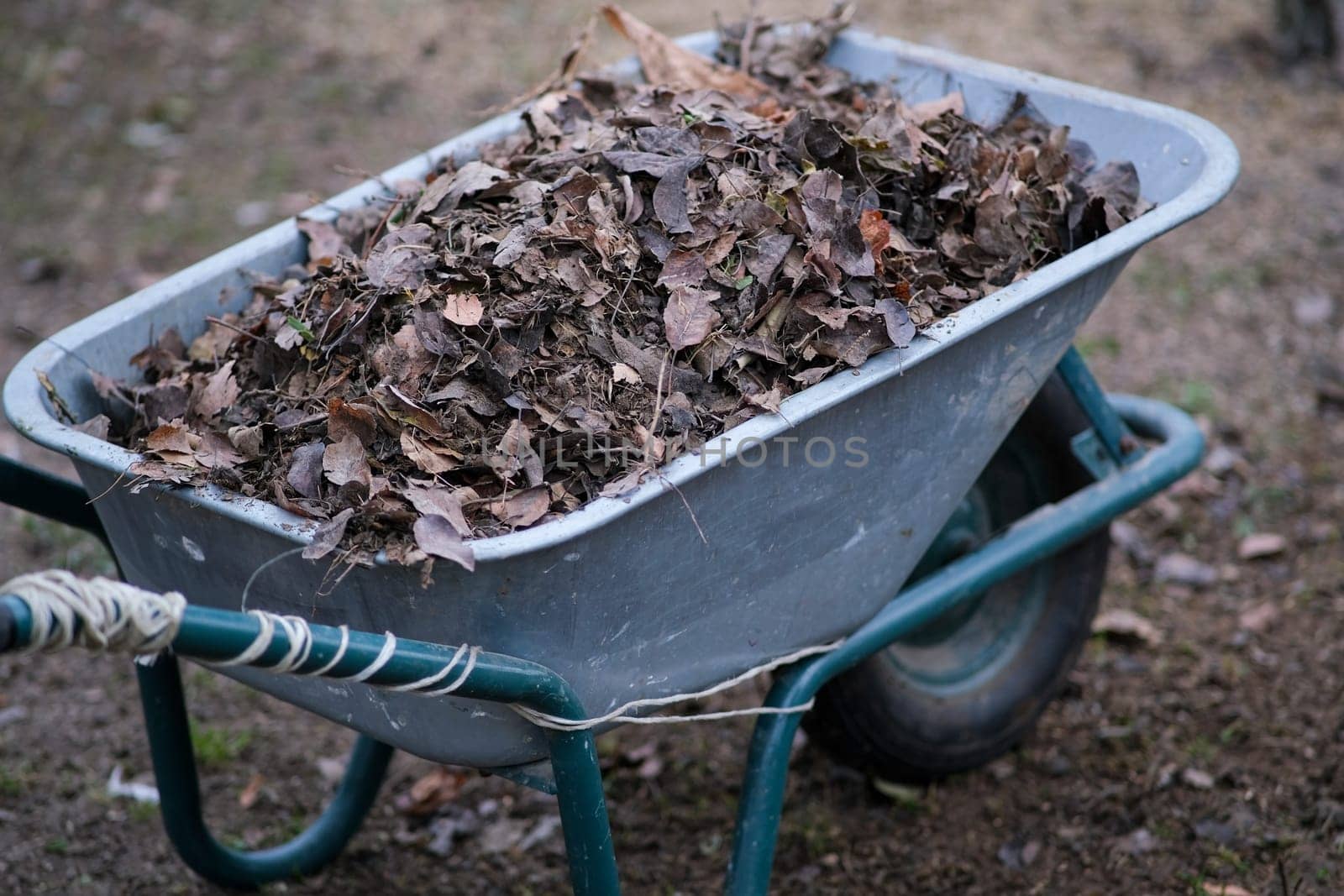 Dry leaves lie in a manual metal wheelbarrow. by N_Design