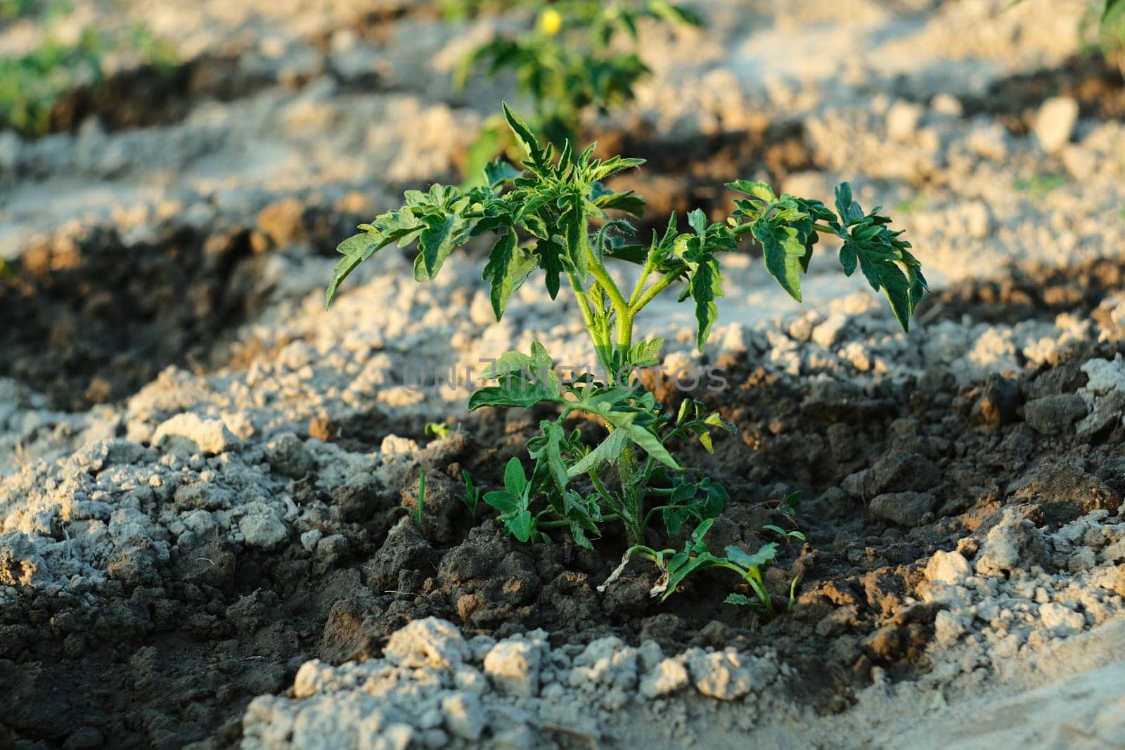 Green bud of tomato. Watering a tomato in the garden. Dry land.