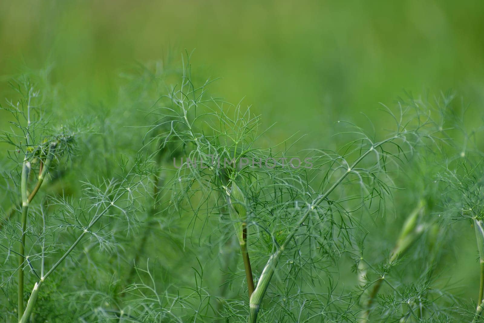 Young dill growing in the garden