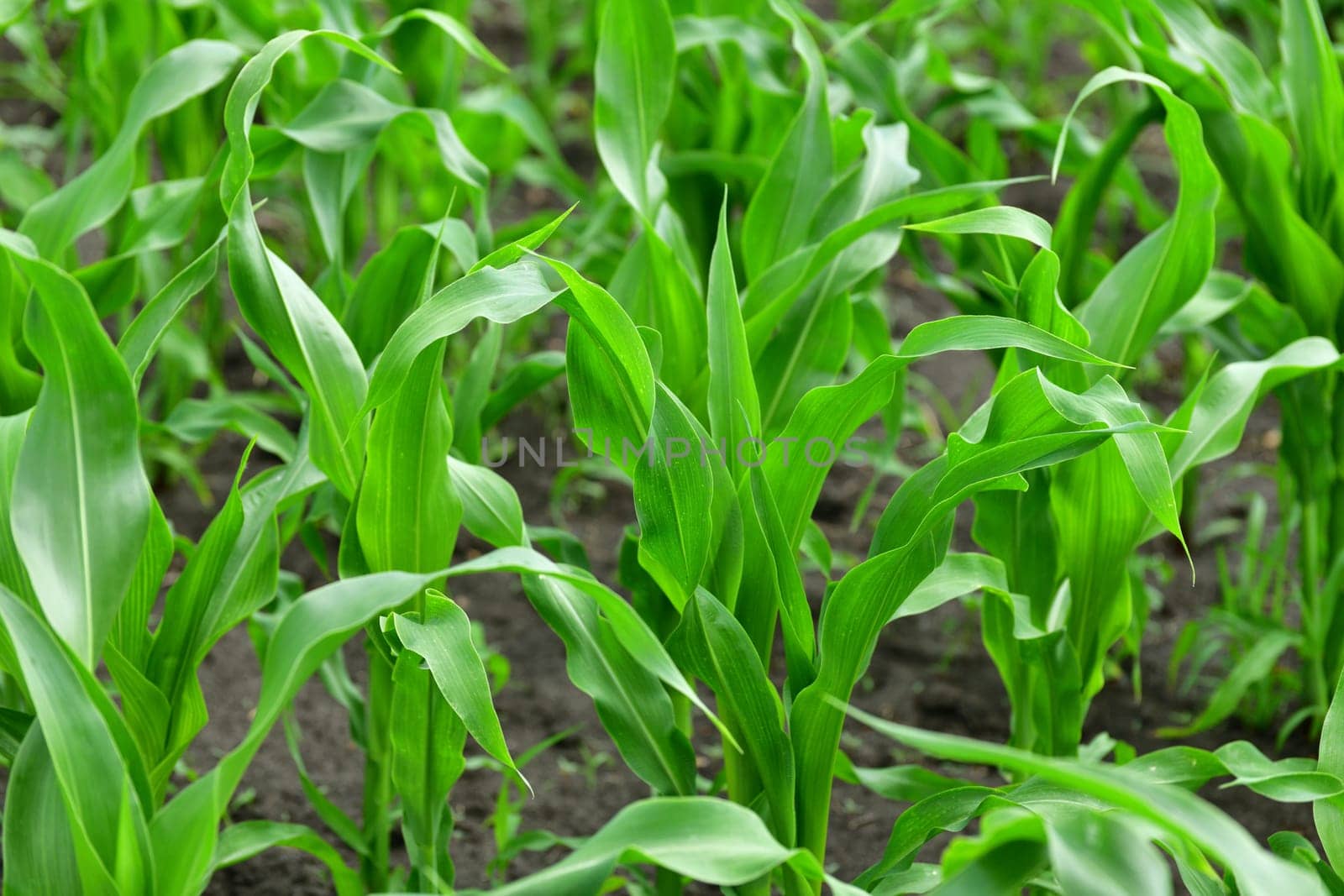 young corn sprout growing in the garden