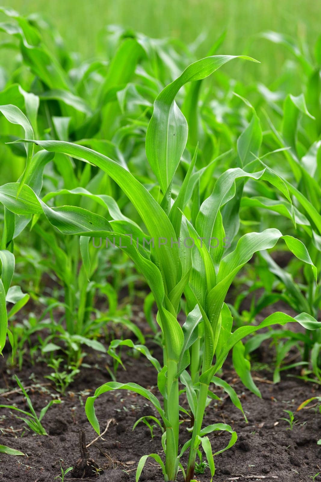 young corn sprout growing in the garden outdoors, by olgavolodina