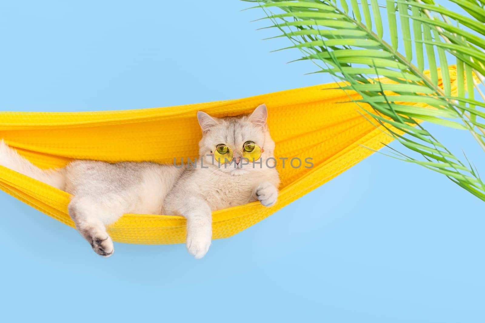 Funny white british cat in a yellow glasses resting on a yellow fabric hammock, on a light blue background, with leaves of a palm tree, looking at camera. Copy space