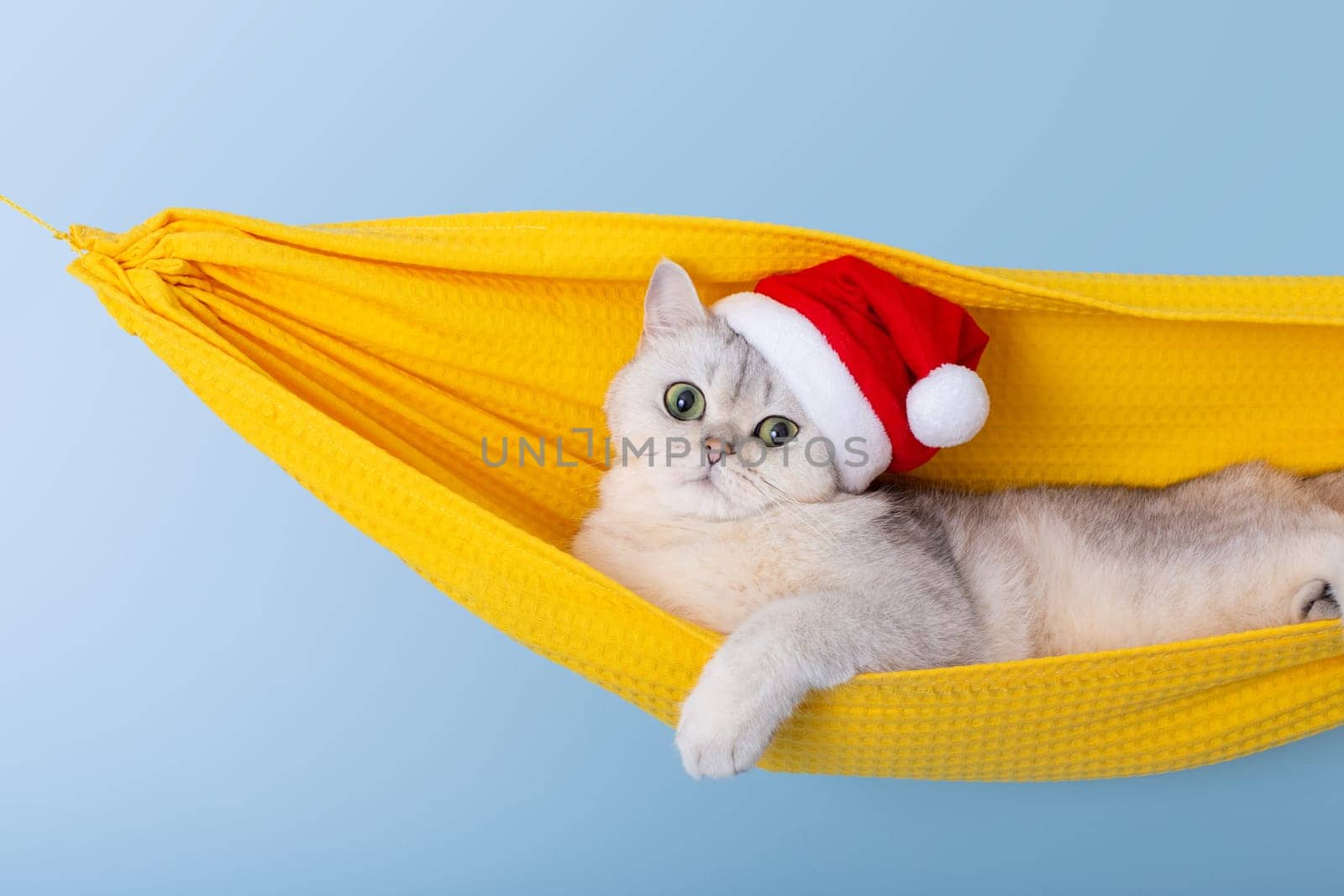 white british cat in a red Santa Claus hat, lying in a yellow fabric hammock, isolated on a blue background, looking at camera. Close up. Copy space