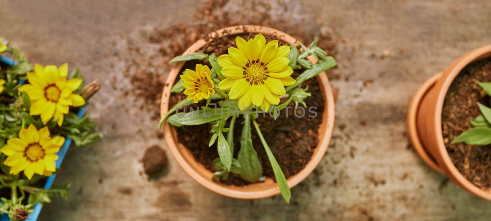 Plant, soil and growth with nature and flower top view, natural and ecology with agriculture and gardening. Botany, dirt and growing with spring, flowers and garden, potted plants and environment. by YuriArcurs