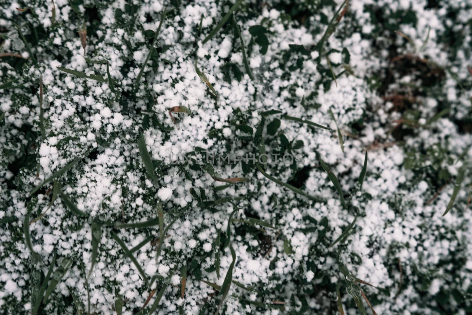 Beautiful frozen microcosmos. Freezing weather frost action in nature. First frost at frozen field plants close-up autumn shot