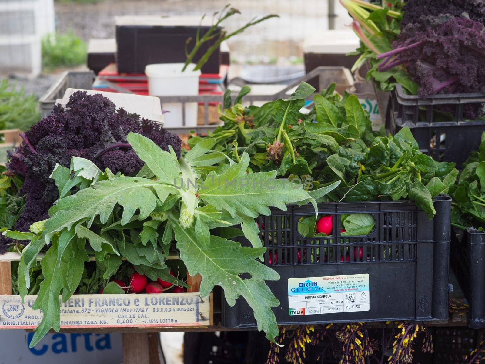 woman farmer harvesting spring veggies from organic vegetable garden hires image
