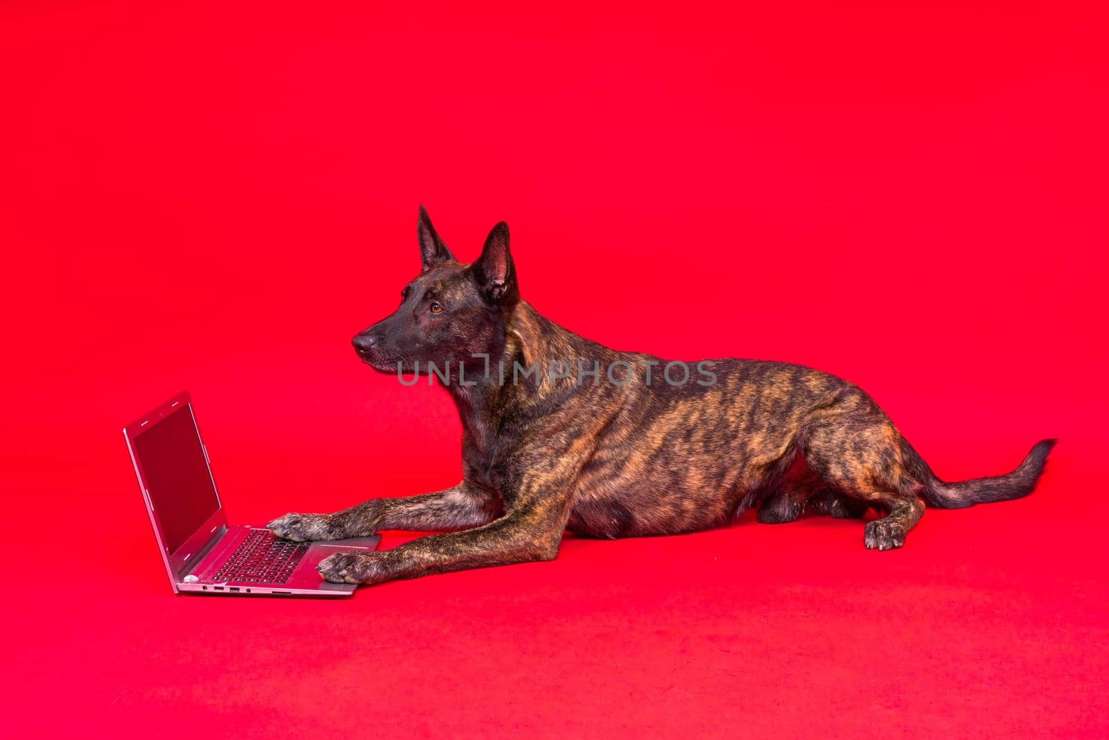 A bossy looking dog Dutch shepherd at computer. Concept of a strict manager, office related humor