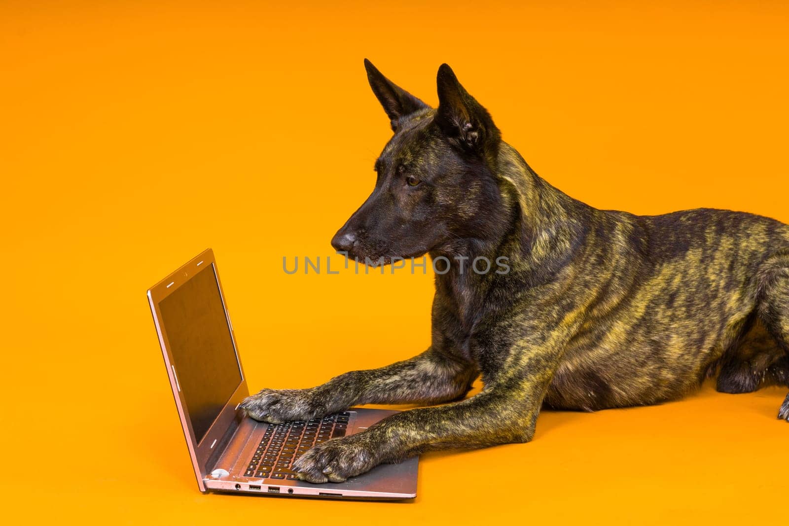 A bossy looking dog Dutch shepherd at a computer. Concept of a strict manager, office related humor by Zelenin