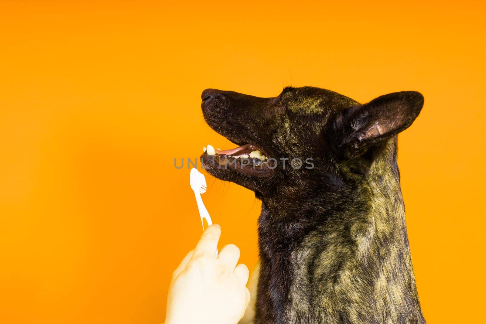 Dutch shepherd dog holding a toothbrush in his teeth on a clean red yellow background by Zelenin