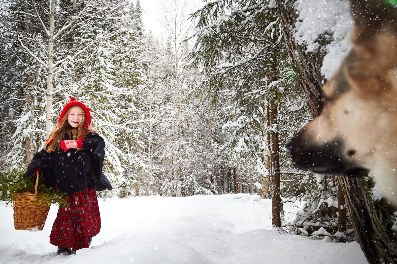 Meeting of Cute little girl in red cap or hat and black coat with basket of green fir branches and big dog shepherd as wolf in snow forest on cold winter day. Fun and fairytale on photo shoot by keleny