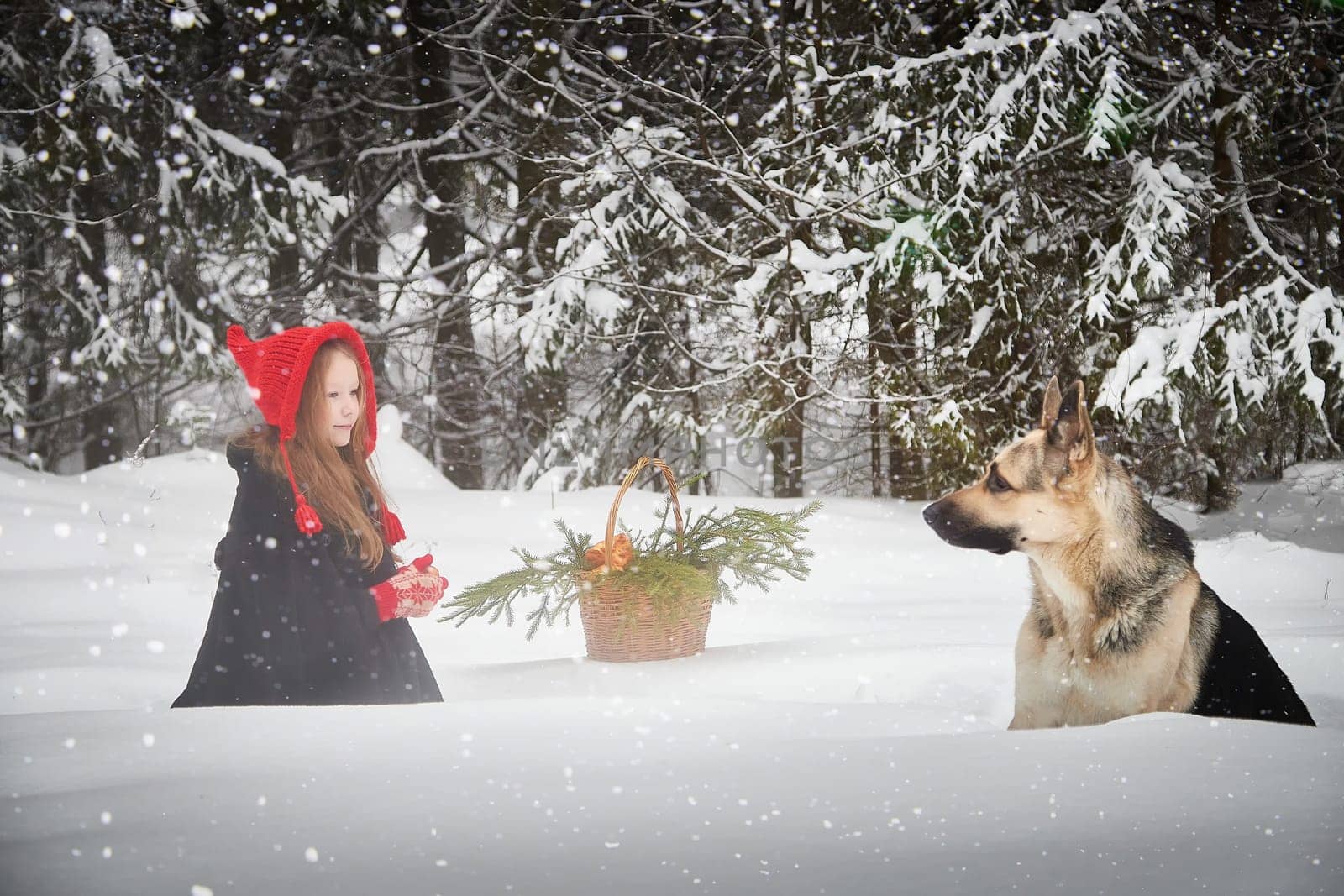 Cute little girl in red cap or hat and black coat with basket of green fir branches in snow forest and big dog shepherd as wolf on cold winter day. Fun and fairytale on photo shoot by keleny