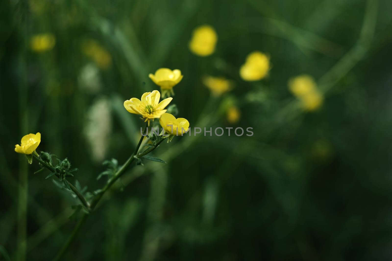 Buttercups wild flowers on a green blurred grass background. Yellow flowers in the field.