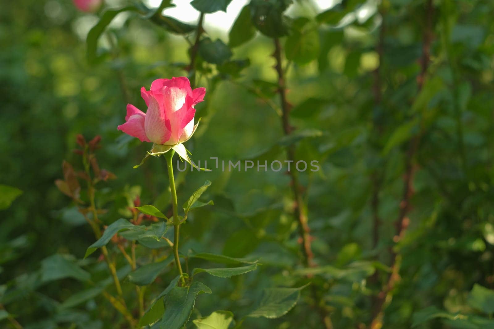 Lonely rose on a background of blurred grass. Flower in the garden. Home gardening.