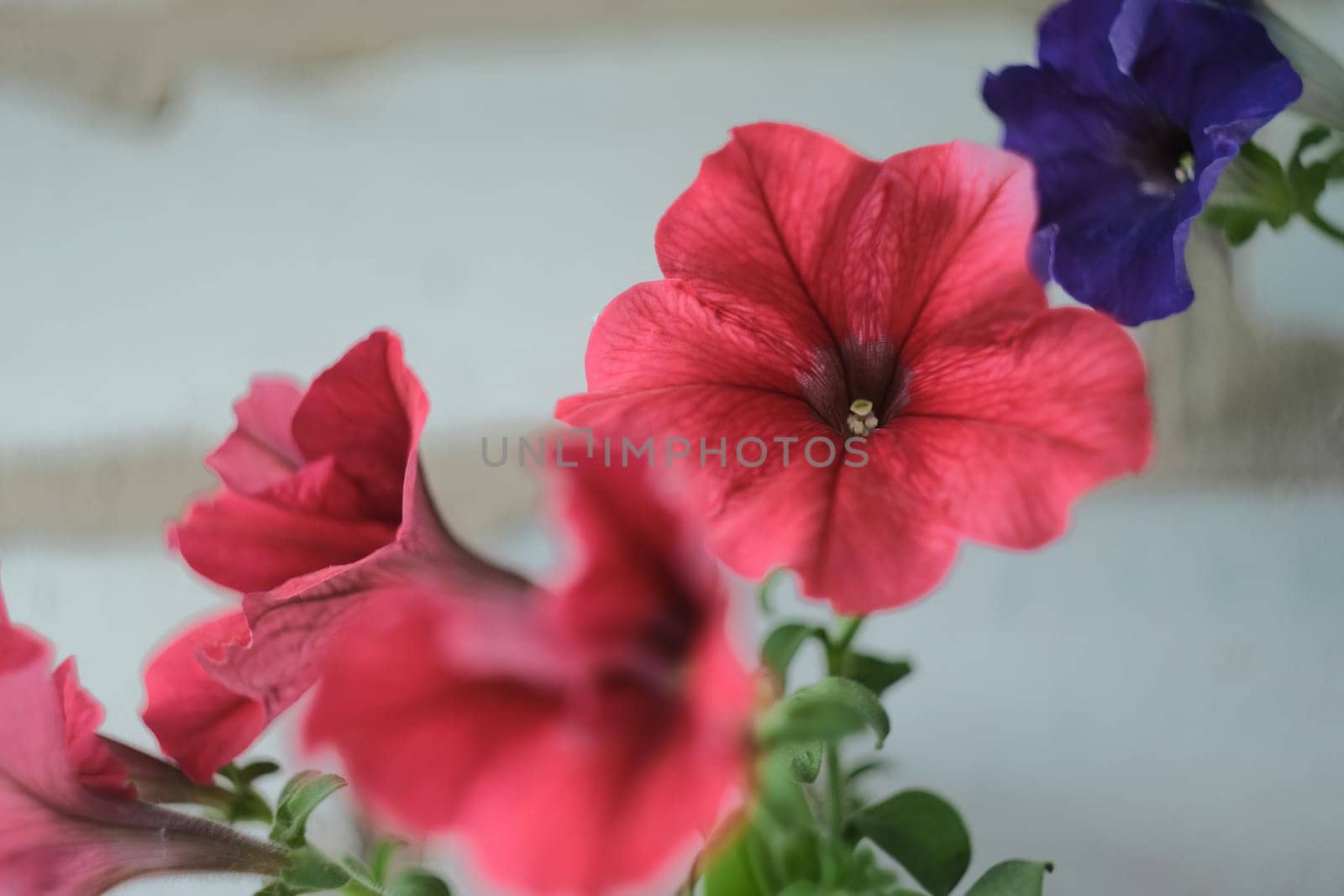 Close-up red petunia in a white pot. by N_Design
