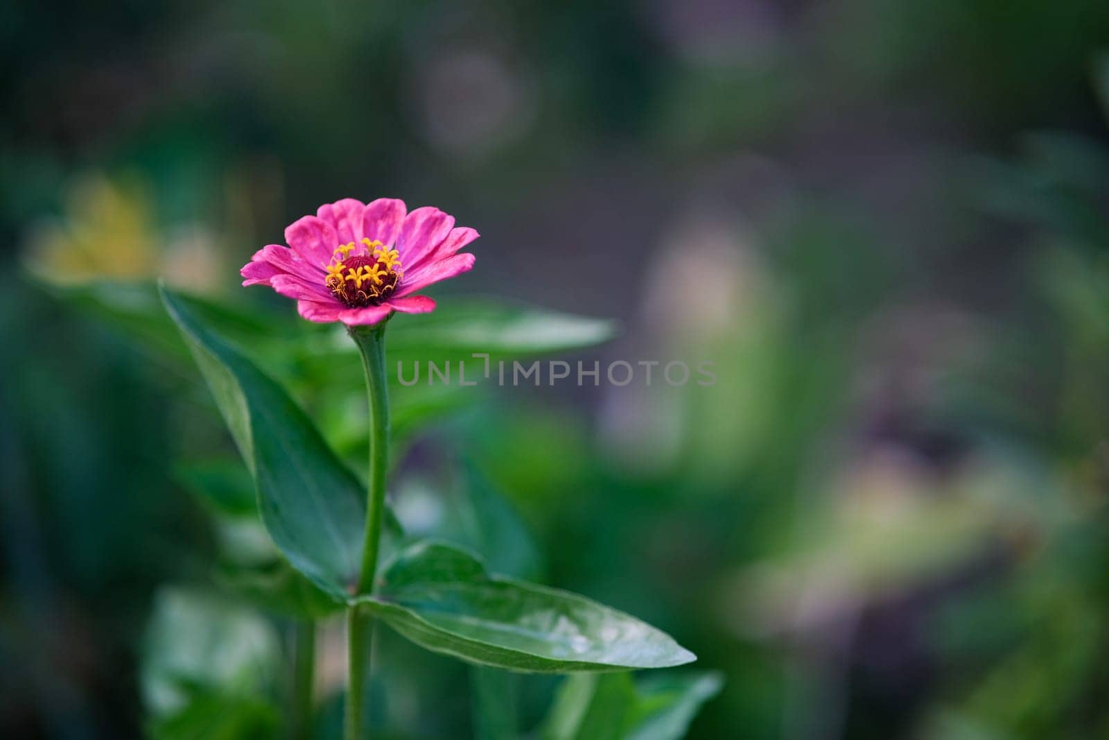Nogodok in the garden. A lone pink flower with a yellow center in a garden. Flower on a green background.