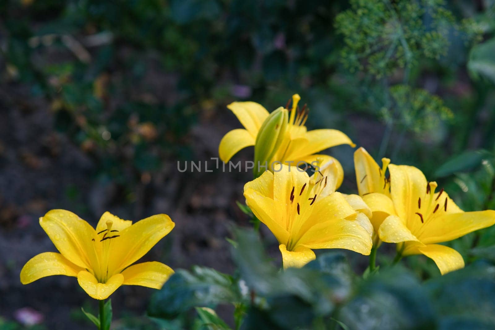 A bush of yellow large lilies in the home garden. Beautiful yellow large flowers. Variety of yellow lilies.